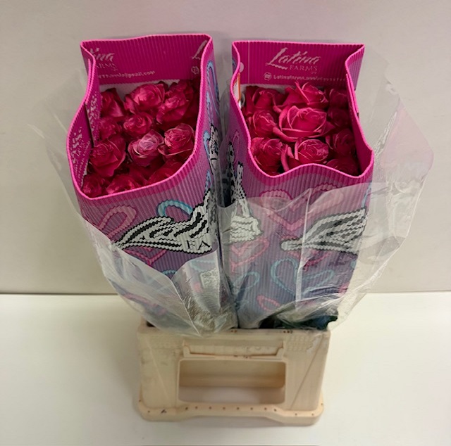 Rosa ec lola LT.jpg